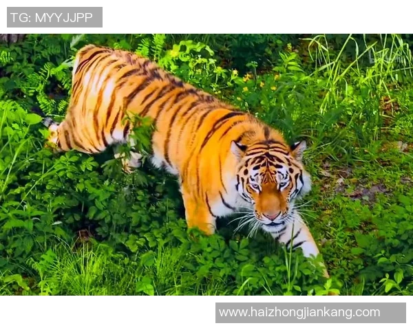 吉林东北虎与福建的精彩对决赛果揭晓，谁将笑到最后成就辉煌